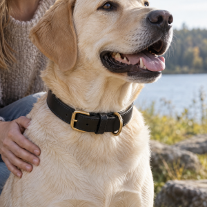 The Dog Idea Leder-Halsband Schwarz mit Messing-Beschlägen, Anwendungsbild
