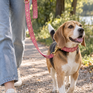 Prunkhund Leine Ibiza Pink – handgefertigtes Band, 120 oder 200 cm, Anwendungsbild