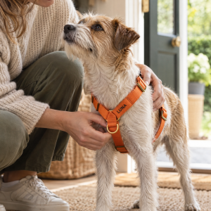 Charlie & Jones Y-Geschirr mit Namen, Nylon mit Messing – Orange, Anwendungsbild