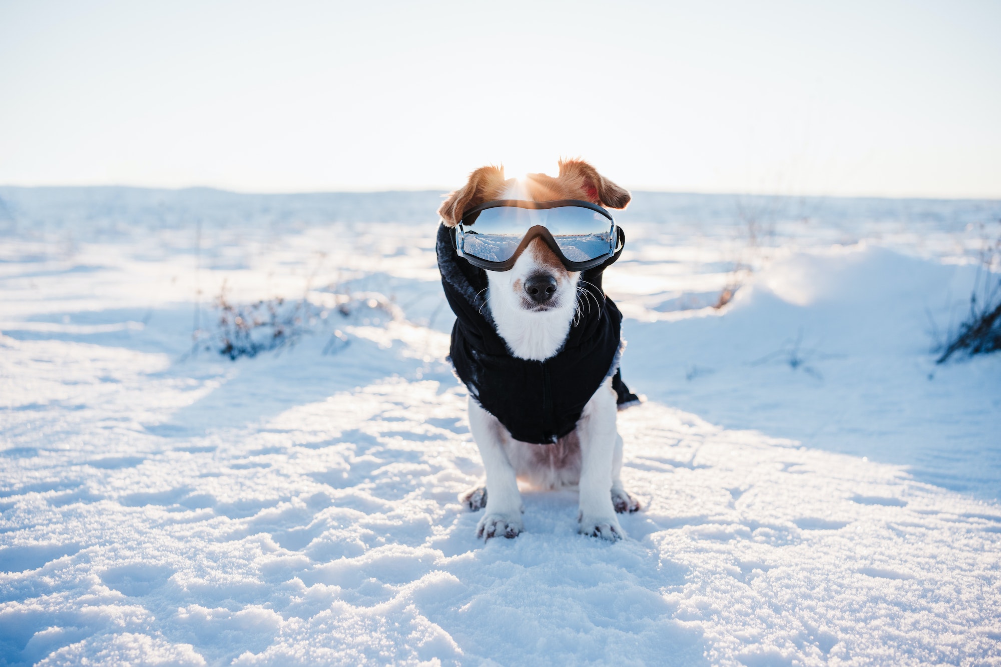 cute jack russell dog in snowy mountain wearing coat and modern sunglasses. Pets in nature.winter