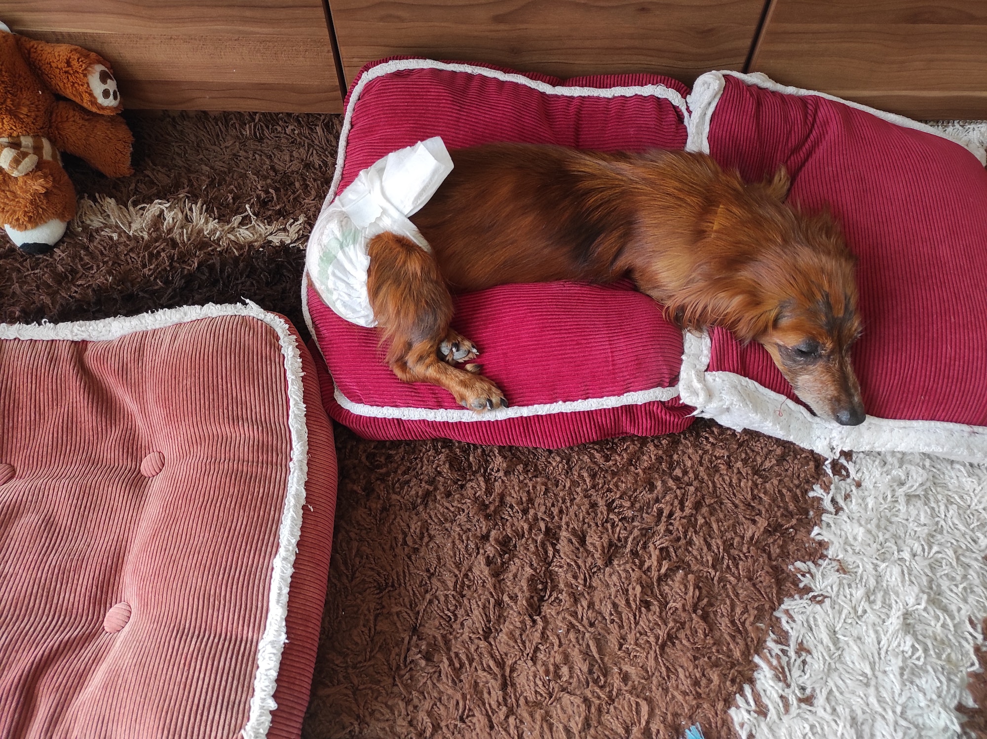 Dog dachshund with diapers lying on pillows on the floor