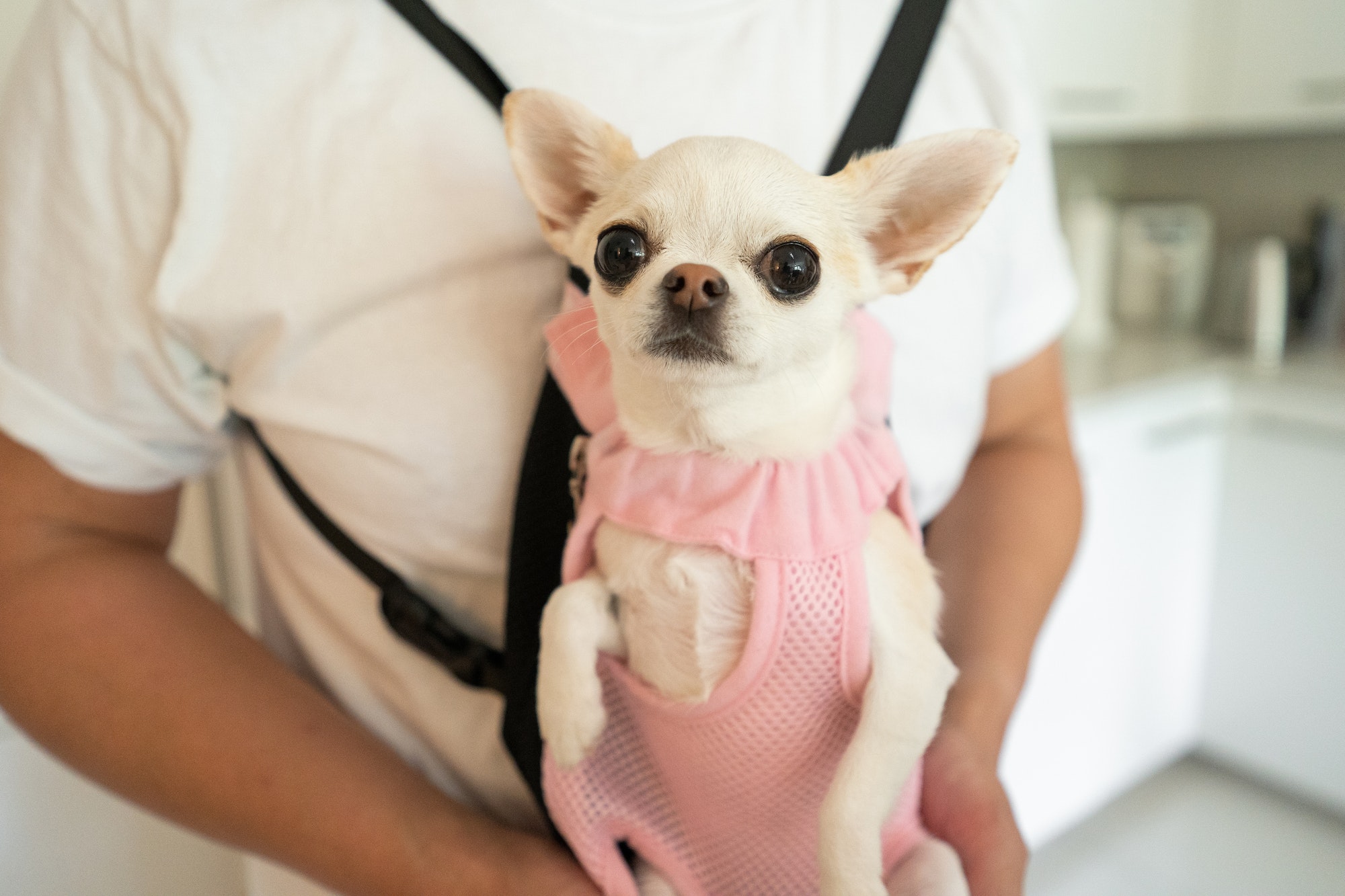 Small little chihuahua dog in a carrier harness