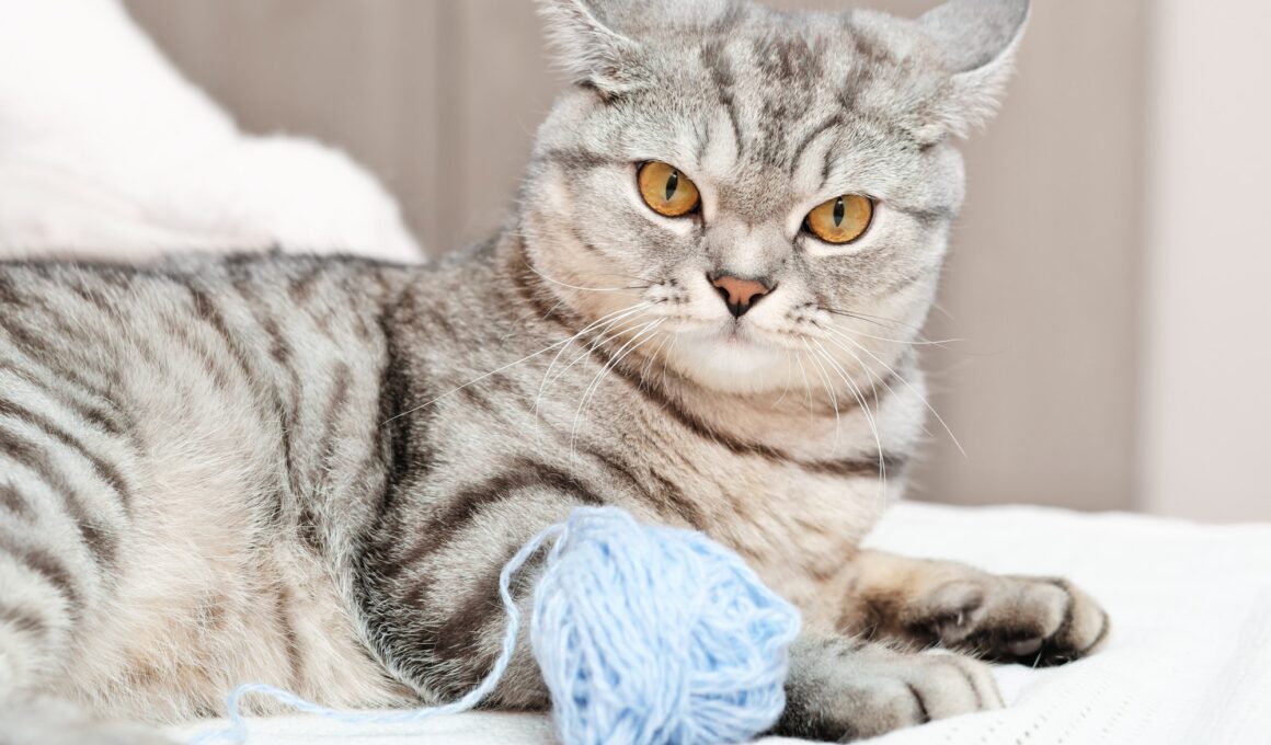 angry tabby cat lying on a bed next to a ball of yarn. grumpy grey kitten.