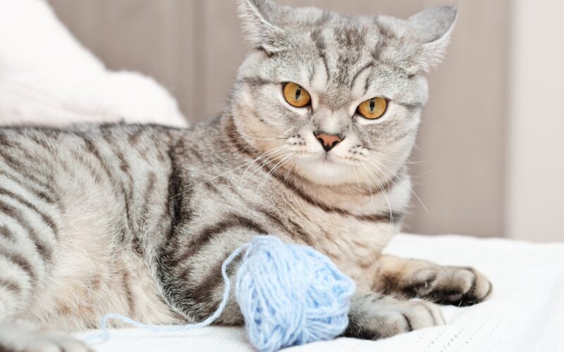 angry tabby cat lying on a bed next to a ball of yarn. grumpy grey kitten.