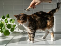 Closeup of female combing fur cat with brush in the kitchen. Cat grooming, combing wool