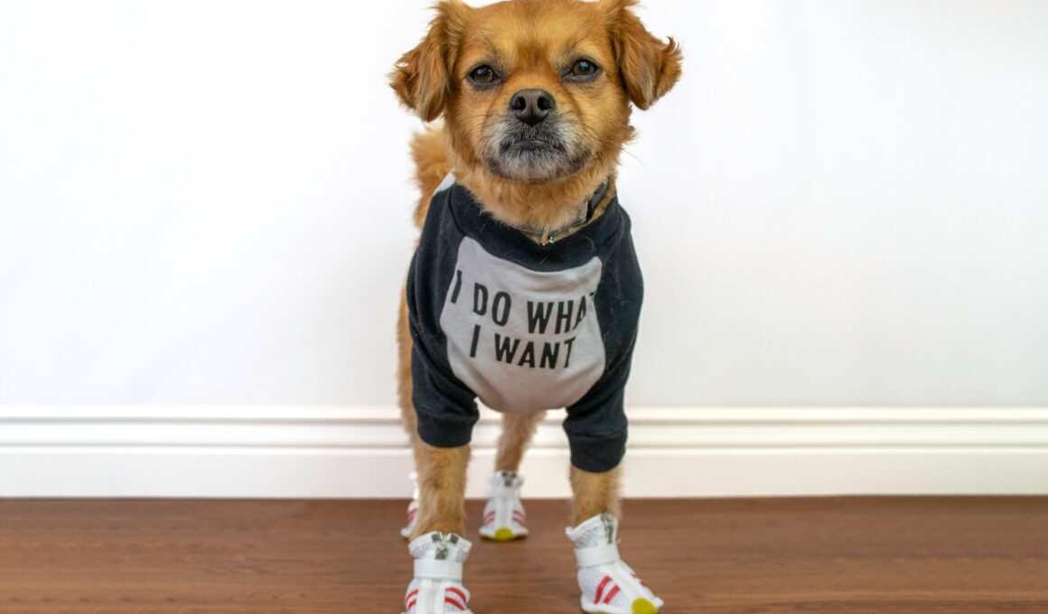 Cute dog wearing funny shirt and shoes