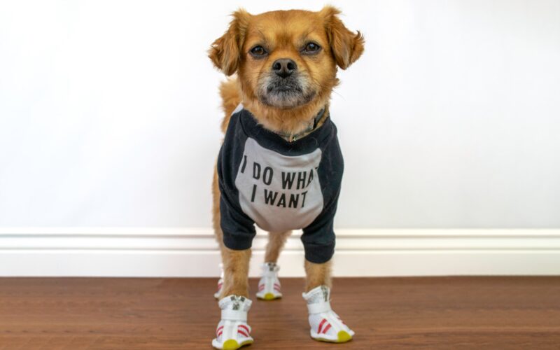 Cute dog wearing funny shirt and shoes