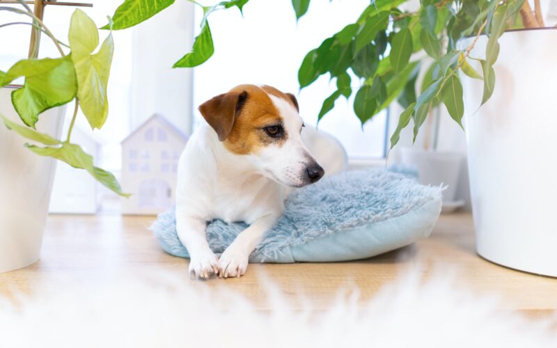 Dog Jack Russell Terrier lying on blue fluffy pillow among houseplants.