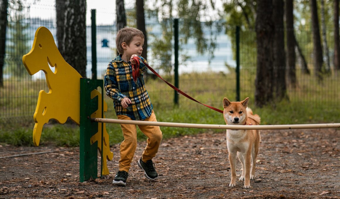 dog Playground in autumn. Dog training. Training equipment. Little boy training his shiba inu