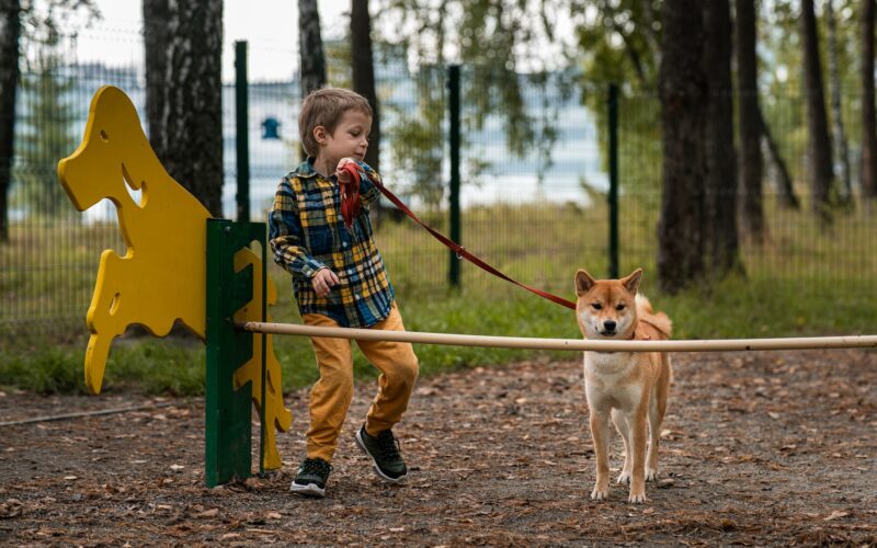 dog Playground in autumn. Dog training. Training equipment. Little boy training his shiba inu