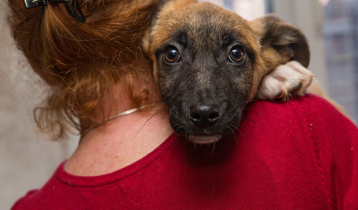 Homeless puppy from a shelter