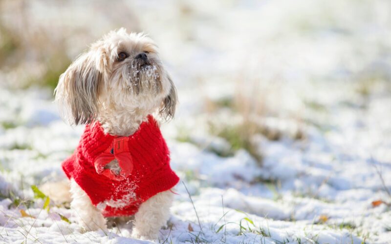 Little beige dog dressed in a red coat sitting in the snow