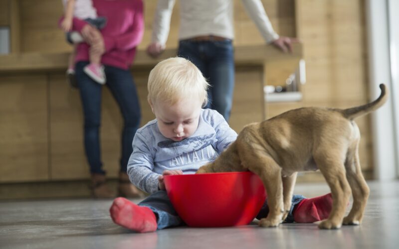 Male toddler watching puppy feeding from bowl in dining room