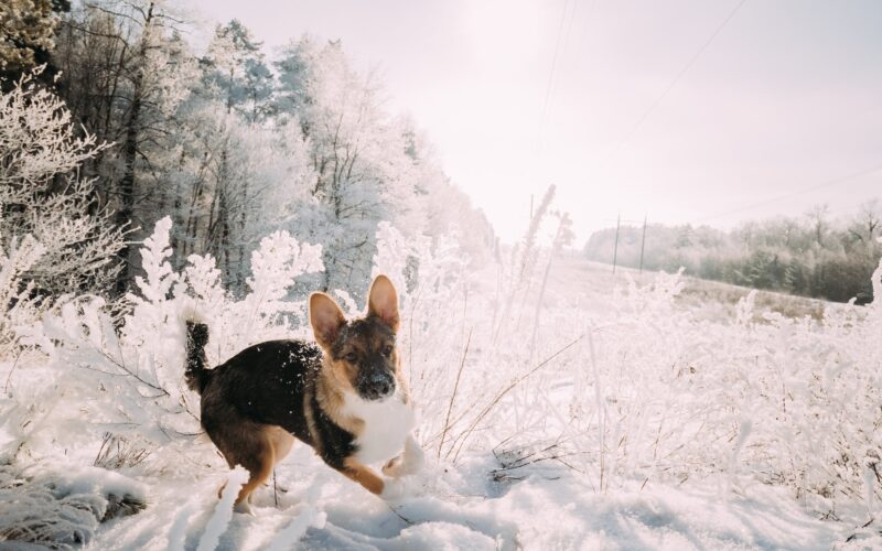 Puppy Of Mixed Breed Dog Playing In Snowy Forest In Winter Day
