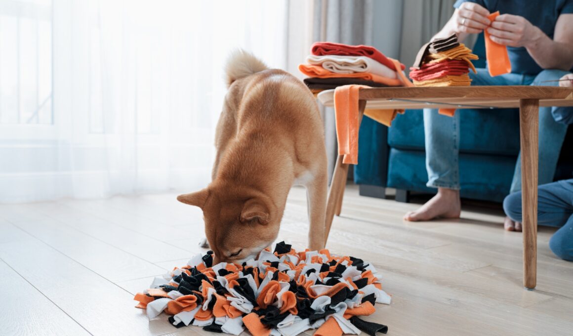 Shiba inu searching treats for dog in DIY snuffle mat