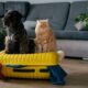 Travel concept with funny dog and cat sitting on suitcase. life with animals concept